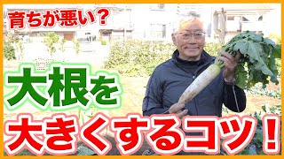 家庭菜園や農園の大根栽培で大きく育てる秘訣！防寒対策や害虫対策など大きく育てるコツと大根の育て方！【農家直伝】