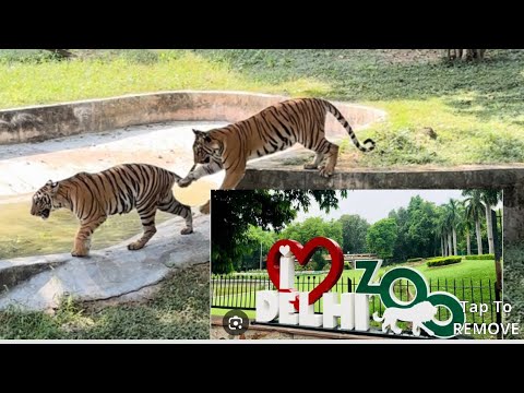 Delhi zoo tiger 🐅