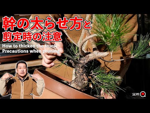 How to thicken the trunk. Points to note when pruning long branches [Bonsai Q]