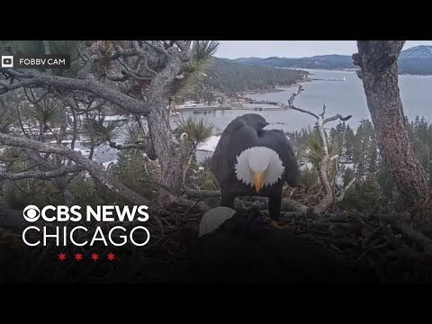 Bald eagle becomes official U.S. bird