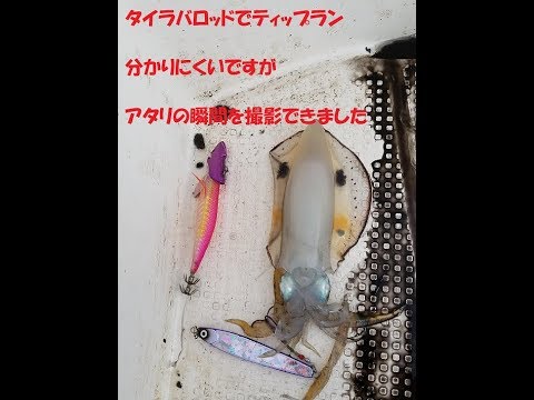 タイラバロッドでティップラン　～分かりにくいですがアタリ撮影できました～