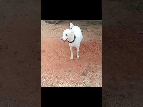 cute puppy video||#shorts#trending video