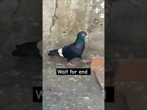 Kala mena zaat #pigeon #shortvideo #shorts #viralvideo