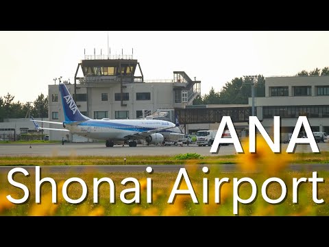 【大金鶏菊の咲く空港 - 庄内空港2024 -】All Nippon Airways(ANA) Boeing737-800 JA81AN