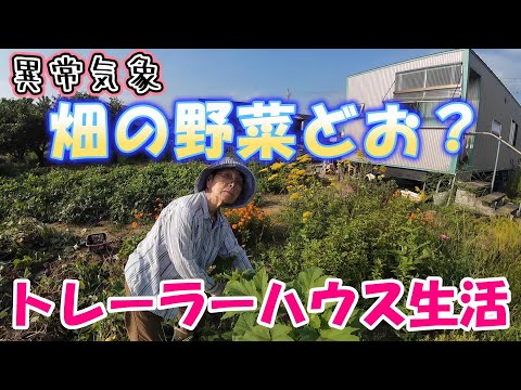 【トレーラーハウス生活】異常気象で畑の野菜たちにも影響が？　#341