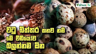 Watu kurulu Palanaya Sinhala I Quail Farming in Sri Lanka I වටු කුරුලු පාලනය I