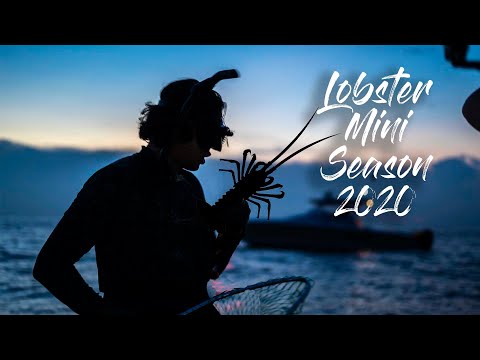 Freediving for Lobster at Night - Florida Mini Season 2020