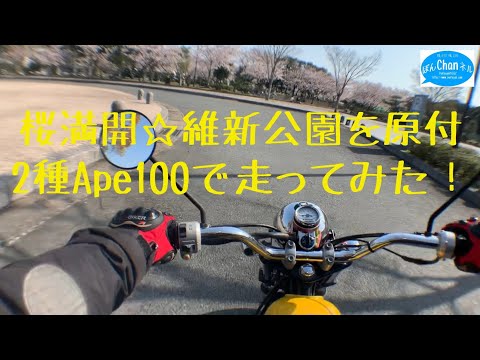 桜満開☆維新公園 原付2種 Ape100で走ってみました。