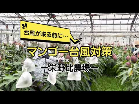 2023年_台風が来る前に…マンゴー台風対策｜栄野比（えのび）農場