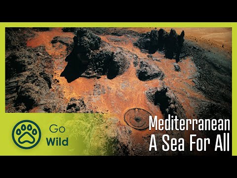 Mediterranean | Go Wild