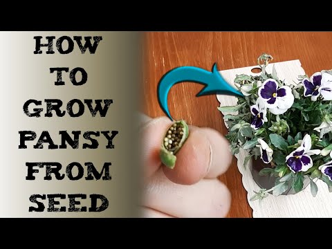 How To grow pansy from seeds 三色堇种子种植方法 बीज से पैंसिस कैसे उगाएं pensamientos Stiefmütterchen