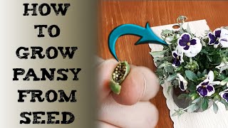 How To grow pansy from seeds 三色堇种子种植方法 बीज से पैंसिस कैसे उगाएं pensamientos Stiefmütterchen