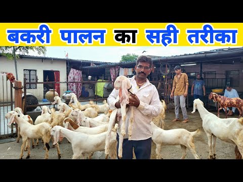 बकरी पालन का सही तरीका | Bakri ka desi ilaj | Goat farming in Rajasthan