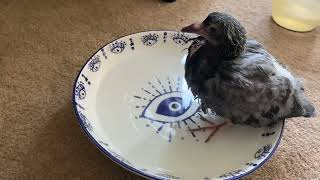 HOW TO CARE FOR A BABY PIGEON