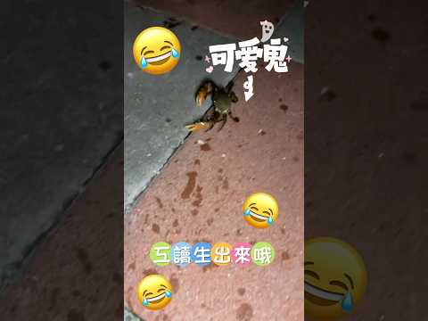 螃蟹自行解勾逃脫記🤣 #shorts #shortvideo #crab