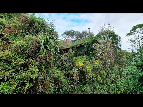 Cleaning Up 30 YEARS Of OVERGROWTH Which Completely CONSUMED This ENTIRE House