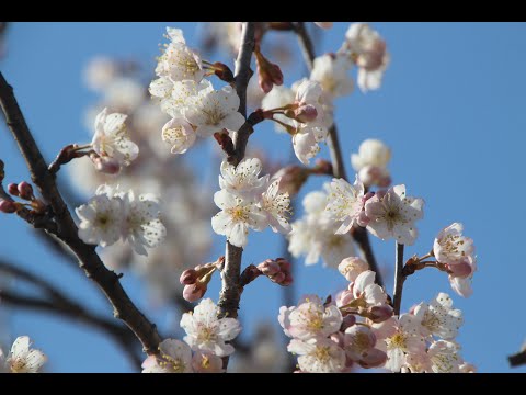 2024年3月 花は咲く / 春ソング