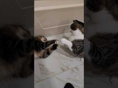 Quick Bathroom Kitty Slap Fight 🐱🐾 #Shorts #Cats #Funny