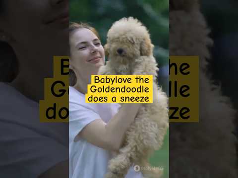 Goldendoodle Babylove's Adorable Sneeze Story (OUTDOORS)