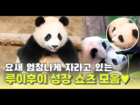 요새 엄청나게 자라고 있는 루이후이 성장 쇼츠 모음집