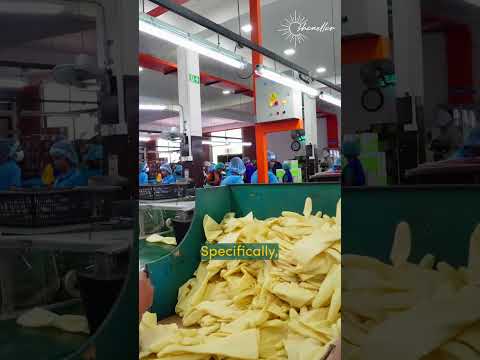 Making latex gloves in Sri Lanka