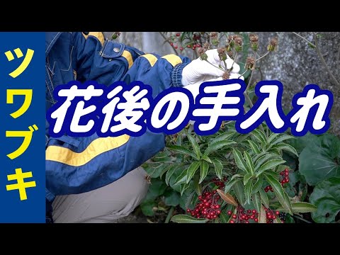 ツワブキの花後の手入れ（12月）