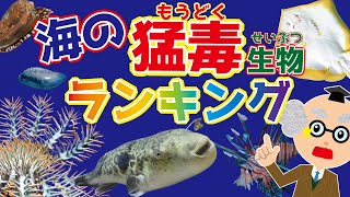 【ようかい博士】海の猛毒生物ランキング☆危険な海の生き物ＴＯＰ１０1を写真や動画でご紹介♪オニヒトデ・カツオノエボシ・ハブクラゲ・アンボイナ・ヒョウモンダコ・ミノカサゴ・オニダルマオコゼ　など