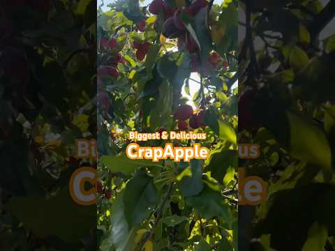 The Biggest CrapApples I've Ever Seen and It’s Delicious | CrapApple Tree with The Most Fruits 👏❤️