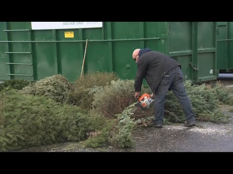 Christmas tree recycling begins