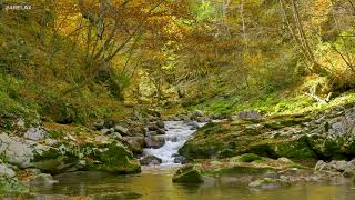 Soothing Native American Flute with Nature Ambience | Calming Relaxation Music