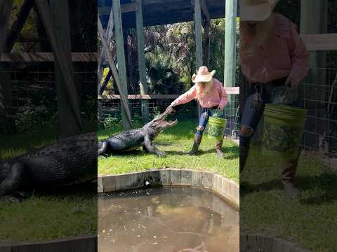 Jaws the Alligator’s Workout Routine! #youtubeshorts #alligator #alligators