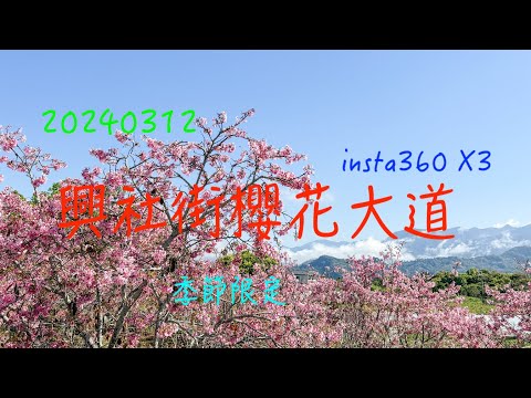 萬ㄟeye台灣20240312興社街櫻花大道   4K