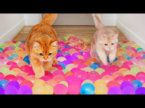 Can Cats Run On Water Balloons? | Compilation