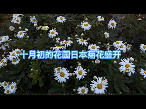 十月初的花园：玫瑰秋菊盛开｜Garden in early October: Roses and autumn chrysanthemums in bloom