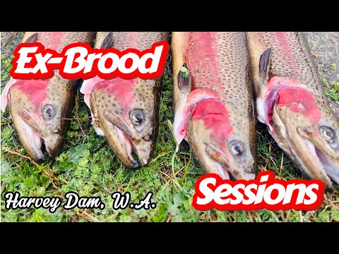 Ex-Brood Trout Sessions at Harvey Dam W.A.