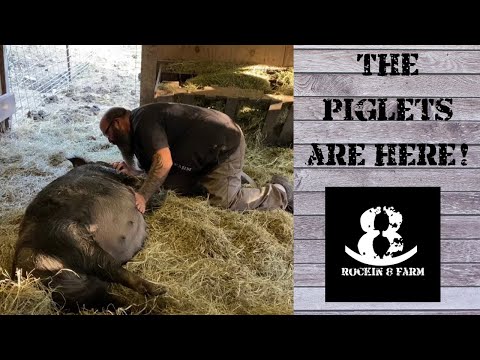 Farrowing On The Farm | Our First Idaho Pasture Piglets