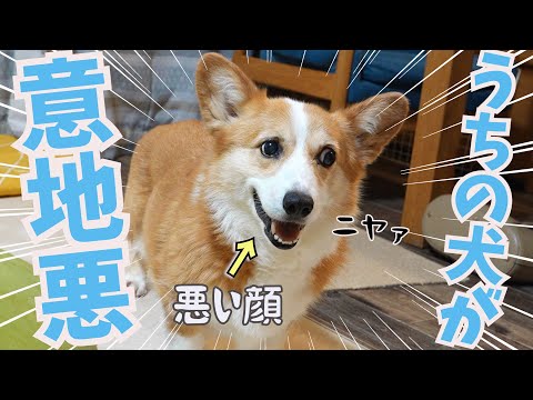 大好きな父に意地悪するコーギー犬がかわいい