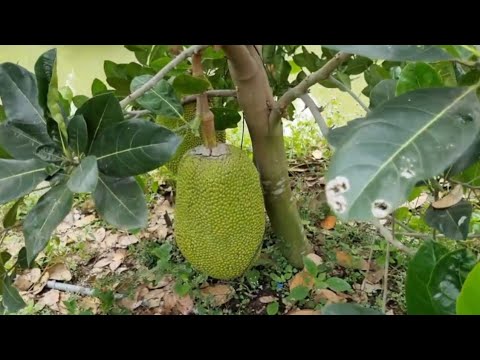 how to graft jackfruit for beginner #jackfruit