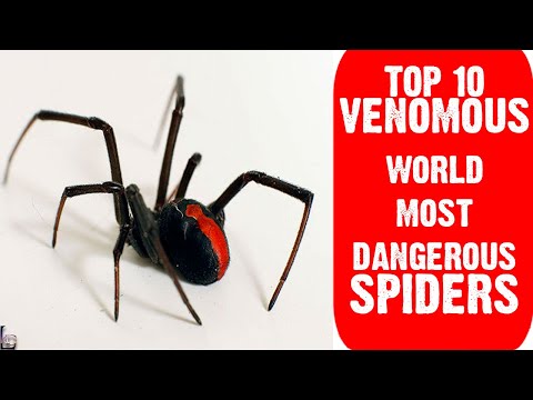 🕷️ Explore the Dark Side of Nature: Top 10 Most Venomous Spiders in the World! 🌍 Bright Lab 🕷️Spider