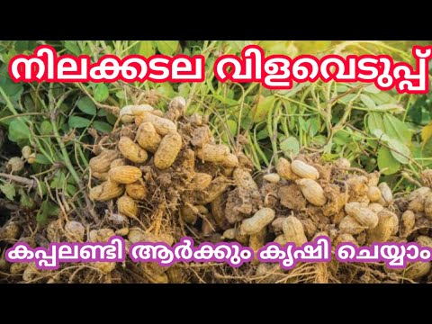 നിലക്കടല (കപ്പലണ്ടി)കൃഷി#peanut #kappalandi #കപ്പലണ്ടികൃഷി