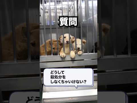 Q.どうして犬を殺処分する必要がある？