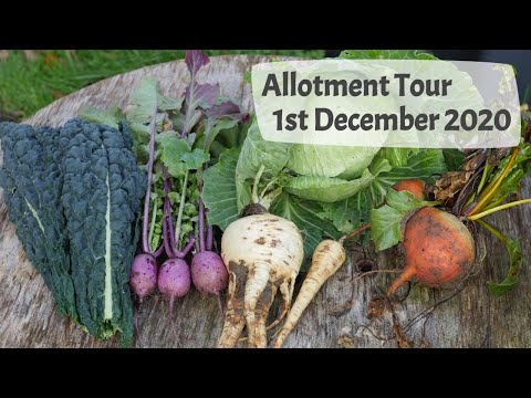 Allotment Tour, 1st December 2020