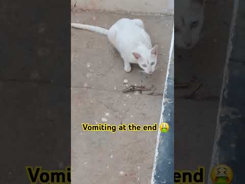 Cat vomiting it's food after eating #cat #catlover #catprey #prey #catvideos #cutecat #cateatfood