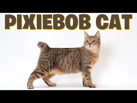 The Magnificent Pixiebob Cats Discover Their Enchanting Traits