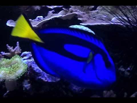 Blue Tangs Bred in Captivity