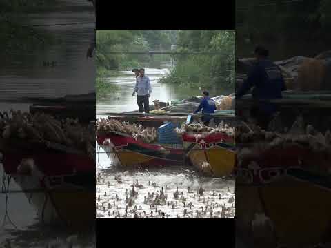 The duck | Two ships releasing ducks on the river!!!.Animals Plants #shorts  #animals #animalsplants