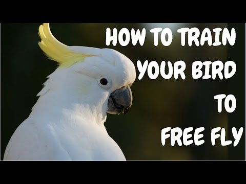 How To Train Your Bird To Free Fly