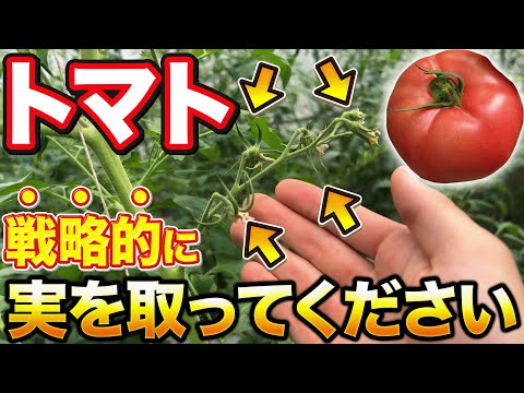 【暑い夏を乗り越えろ！】トマトを長く収穫するためには〇〇作業が必要になります。