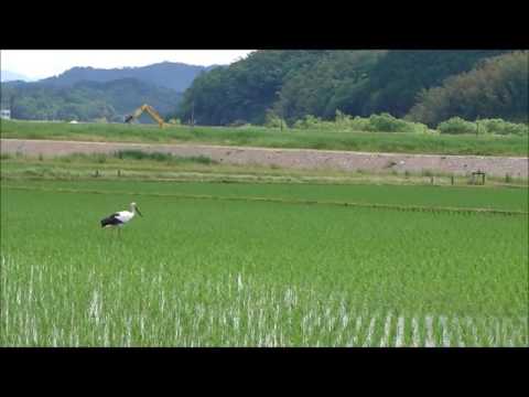 野良コウノトリ