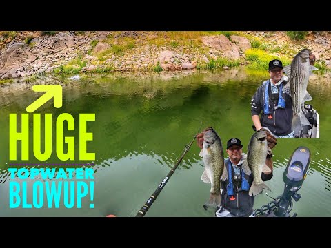 Topwater Bass, Striper, Live Shad=Trifecta-Castaic Upper Lake 2024